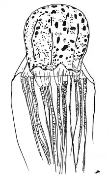 Illustration of "Chirodectes maculatus"