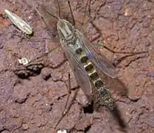 Chironomus crassicaudatus