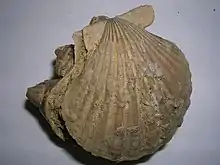 Fossil scallop.