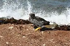 Female on East Falkland