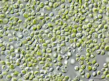 Chlorella vulgaris on microscope view