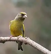 European greenfinch (Chloris chloris)