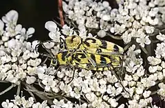 Chlorophorus varius. Mating