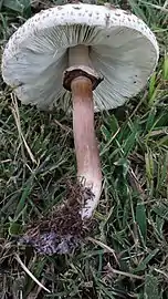 Thick ring of a Chlorophyllum species