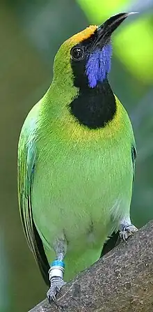 At Jurong BirdPark, Singapore