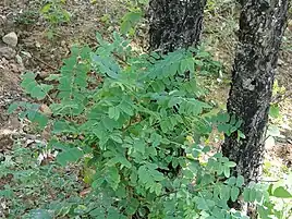 Chloroxylon is used for pest management in organic rice cultivation in Chhattisgarh