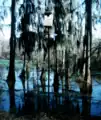 photograph of the Choctaw National Wildlife Refuge