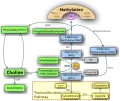 Choline metabolism