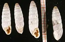 Four empty white Chondrus zebrula snail shells