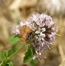 Choreutis nemorana