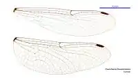 Female wings