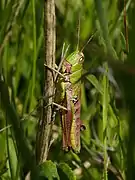 Female showing slight pink coloration