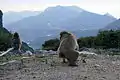 Monkeys at Chōshi Gorge