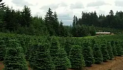 Christmas tree farm near Redland