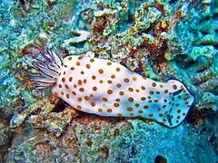 Hypselodoris pulchella in Sharm El Sheik. Dorsal view