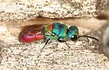 Chrysis scutellaris