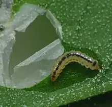 Larva