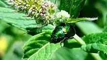 A mint leaf beetle staying on a leaf under mint flowers