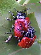 Mating pair