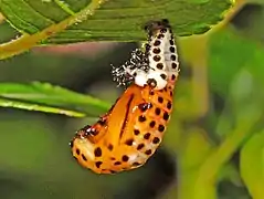 Pupa. Dorsal view