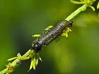 Larva of Crioceris asparagi