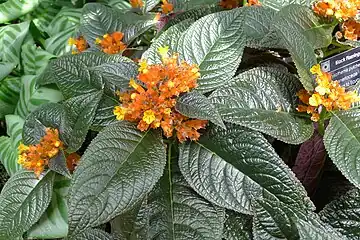 Chrysothemis pulchella in cultivation