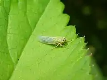 A top down photo of a specimen from the species Cicadula quadrinotata on a leaf.