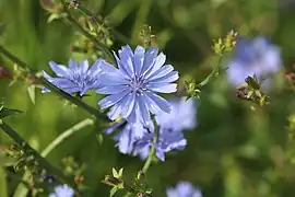 Cichorium intybus L. ― Chicory.