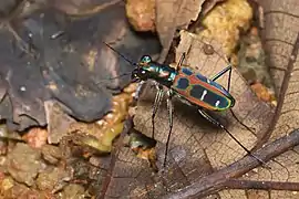 Cicindela duponti