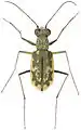 Cicindela marginata