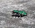 Cicindela patruela found in Minnewaska State Park