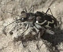 Cicindela tranquebarica