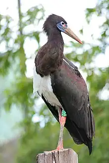 black stork