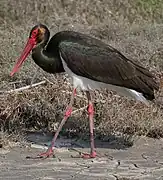 black stork