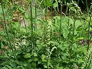 Budding plants in cultivation