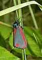 Cinnabar moth, Tyria jacobaeae, in small meadow