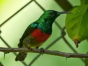 sunbird with green upperparts, black wings, red belly, and whitish underparts