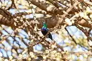 sunbird with brown body, green head and mantle, and purple breast