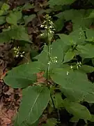 Growth form and flowers