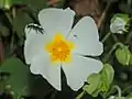 Close-up on a flower of Cistus salviifolius