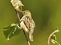 Zitting cisticolaCisticola juncidis