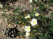 Cistus libanotis Photo taken near Cádiz.