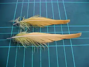 Citron-crested cockatoo crest feathers (on 1 cm grid)