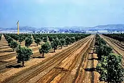 Citrus groves in Placentia (1961)