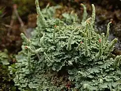 red-topped green tubes rising from a mound of small, green leaves