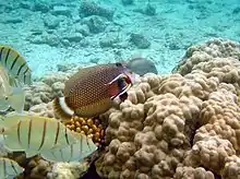 Cleaner wrasses working on a dragon wrasse