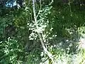 A birch tree, one of the many species of tree on the reserve