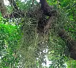 Cleisostoma simondii Orchids growing wild in a massive Clonal colony in Hong Kong, China.