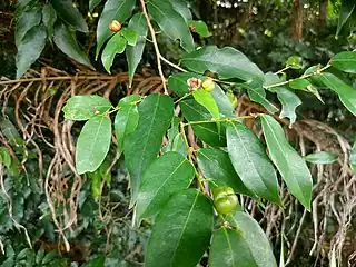 Foliage and maturing fruit