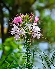 Cleome